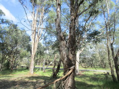 Podargus strigoides brachypterus