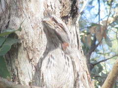 Podargus strigoides brachypterus