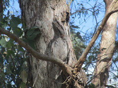 Podargus strigoides brachypterus