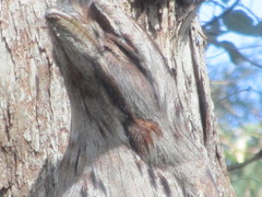 Podargus strigoides brachypterus