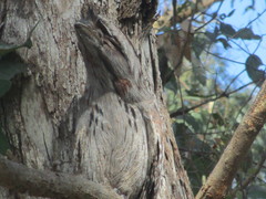 Podargus strigoides brachypterus