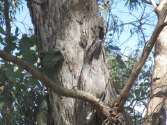 Podargus strigoides brachypterus