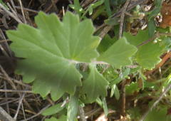 Cineraria platycarpa