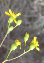 Cineraria platycarpa