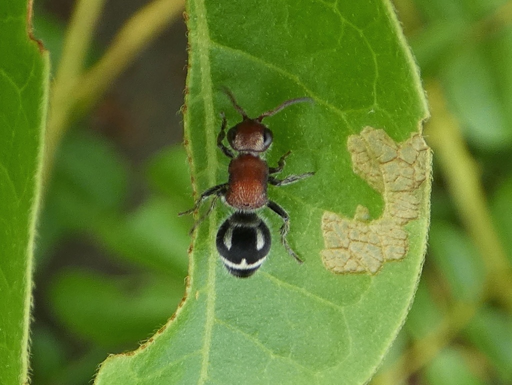 Timulla absentia