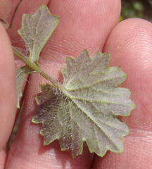 Cineraria platycarpa