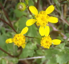 Cineraria platycarpa