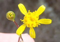 Cineraria platycarpa