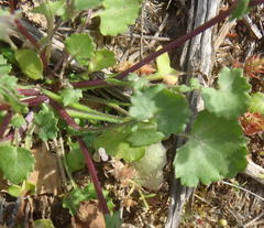 Cineraria platycarpa