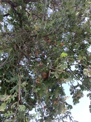 Andricus quercuscalifornicus