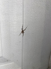 Latrodectus geometricus