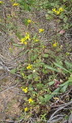 Cineraria platycarpa