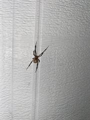 Latrodectus geometricus