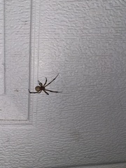 Latrodectus geometricus
