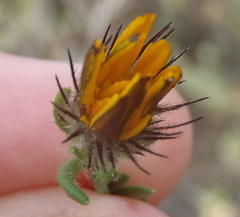 Gorteria integrifolia