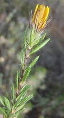 Gorteria integrifolia