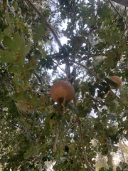 Andricus quercuscalifornicus