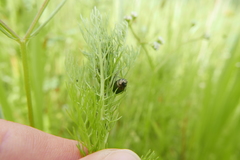 Chrysolina marginata