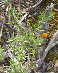 Gorteria integrifolia