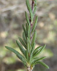 Gorteria integrifolia