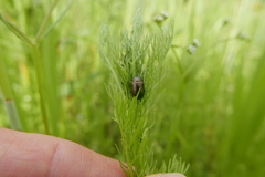 Chrysolina marginata
