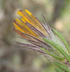 Gorteria integrifolia