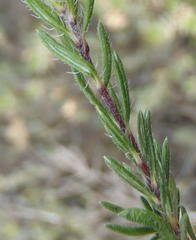 Gorteria integrifolia