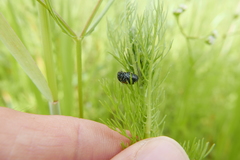 Chrysolina marginata