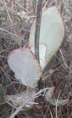 Cotyledon orbiculata spuria