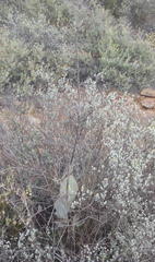 Cotyledon orbiculata spuria