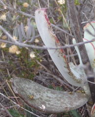 Cotyledon orbiculata spuria