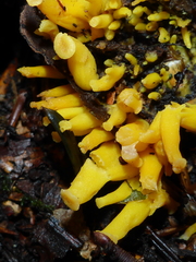 Craterellus lutescens