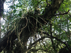 Tillandsia baileyi