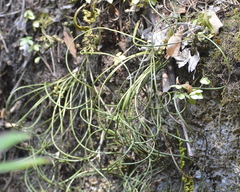 Rhipsalis baccifera