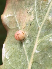 Cynips quercusfolii