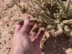 Halogeton