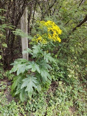 Roldana heracleifolia