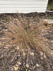 Schizachyrium scoparium