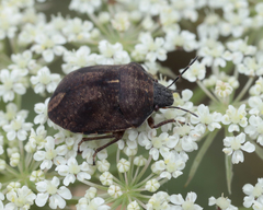 Homaemus aeneifrons