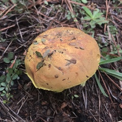 Pulveroboletus