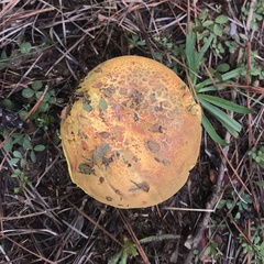 Pulveroboletus