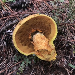 Pulveroboletus