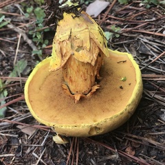 Pulveroboletus
