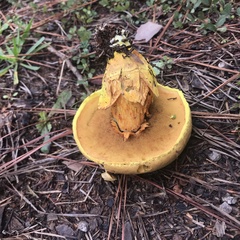Pulveroboletus