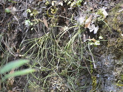 Rhipsalis baccifera