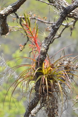 Tillandsia calothyrsus