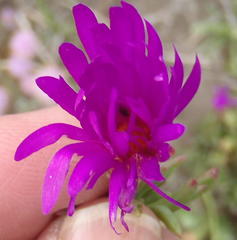 Lampranthus ceriseus