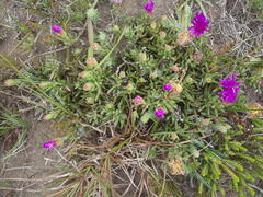 Lampranthus ceriseus