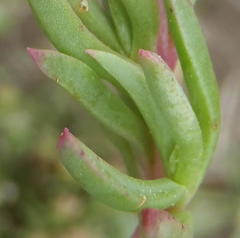 Lampranthus ceriseus