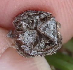 Lampranthus ceriseus